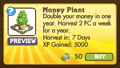 Money Plant Market Info