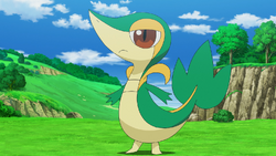 http://images4.wikia.nocookie.net/__cb20120318172442/pokemony/pl/images/thumb/1/1a/Ash_Snivy.png/250px-Ash_Snivy.png