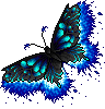 BlueAsaentoButterfly.png