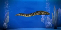 Khar'shan Snapping Eel