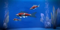 Koi fish