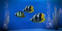 Striped Dartfish