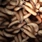 Inx Maggots