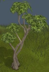 Eucalyptus Tree