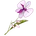 Orchid Flower