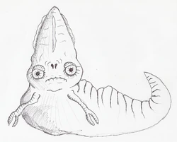 Torek