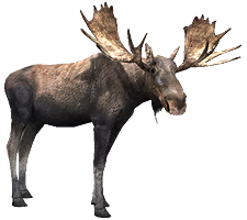 Moose (RR) - Zoo Tycoon & Wildlife Park Wiki