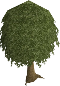 Mahogany old