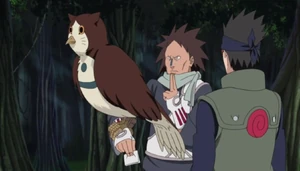 Owls