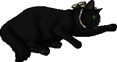 Oscar.kittypet