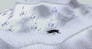 Ice Path slipping