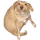 PI kratos2144 Dog2