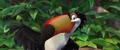 :Rafael