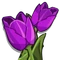 Purple Tulip-icon