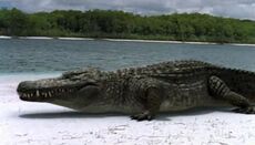 Croc