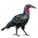 Item groundhornbill 01