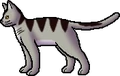 Pine (TS).rogue.png