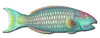 Fish 6