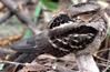 Caprimulgiformes