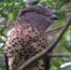 Cuckoo Roller