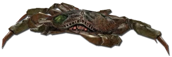 Crab transparent