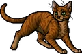 Buzzardstar.apprentice.png