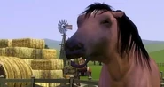 K,NjM4MTIwMTYsNDYyMDQwNjM=,f,943758 The sims 3 horse 2 medium