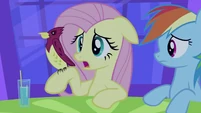 Fluttershy with bird S2E25
