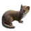 Item leastweasel 01