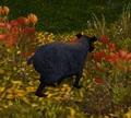 BlackSheepWP.jpg