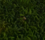 ForestSpiderlingWP