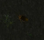 RoachWP