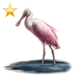 Item roseatespoonbill gold 01.png