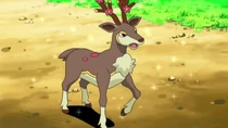 EP679 Sawsbuck