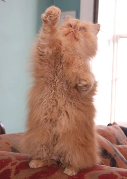 Pumpkin the cat