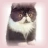 Character-kitty.jpg