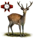 Item sikadeer 01