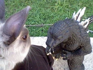 Lolozilla VS Godzilla