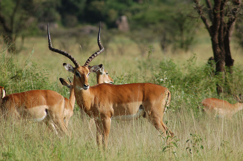 impala animal