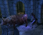 Brelyna cow 1