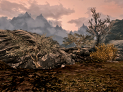 Reach juniper shrubs2