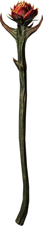 StaffSanguinerose
