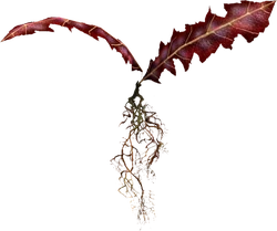 TESV Crimson Nirnroot