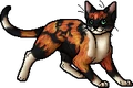 Tawnypelt.apprentice