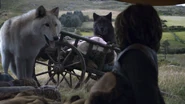 Wolves