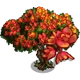 Red Cassia Tree-icon