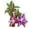 Willamsonia Tree-icon