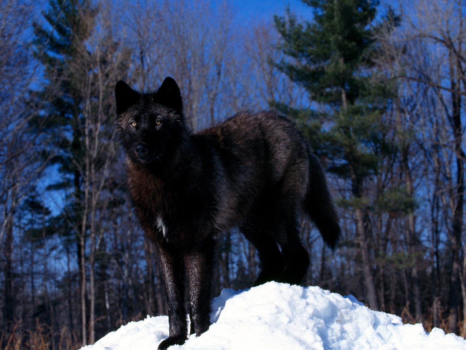 Fluffy Black Puppy