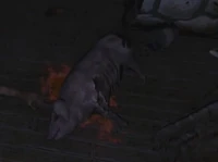 Piggeh