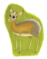 Dik dik color.jpg